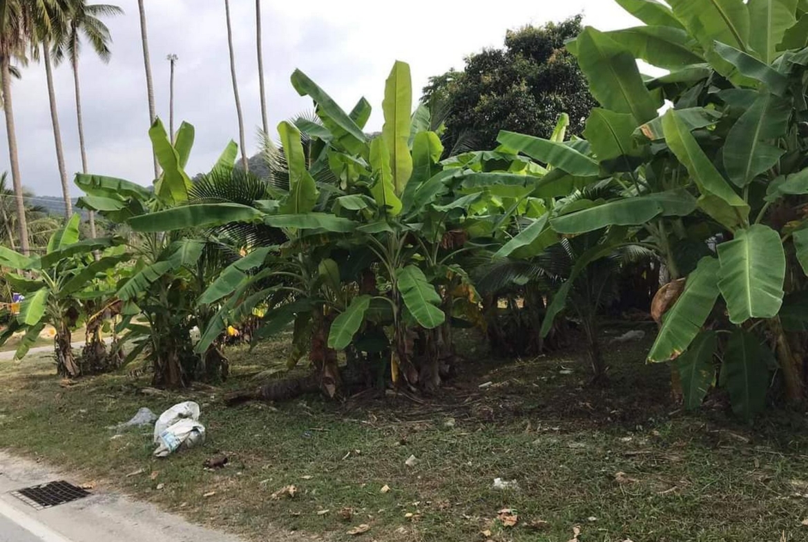 Land for sale at Bangtao beach